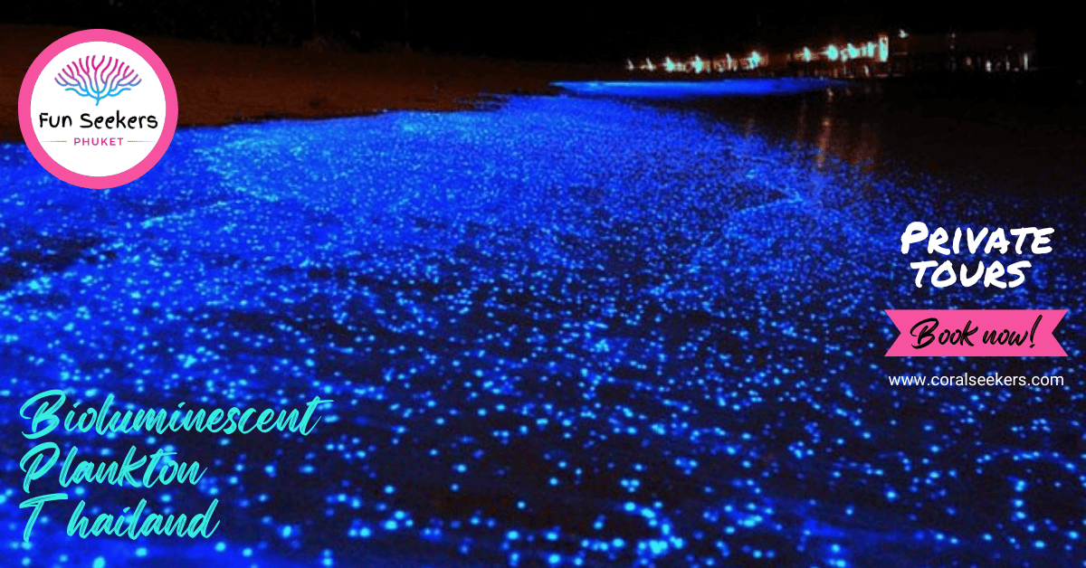 Bioluminescent plankton thailand