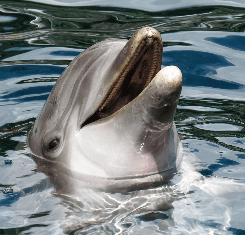 Big smiling dolphin