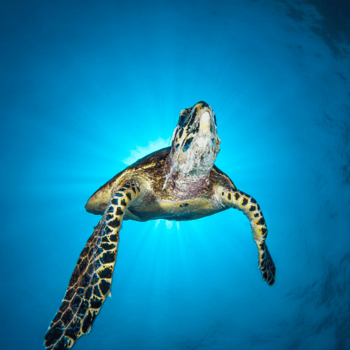 The remarkable koh haa island tour 2023 » https://www. Coralseekers. Com